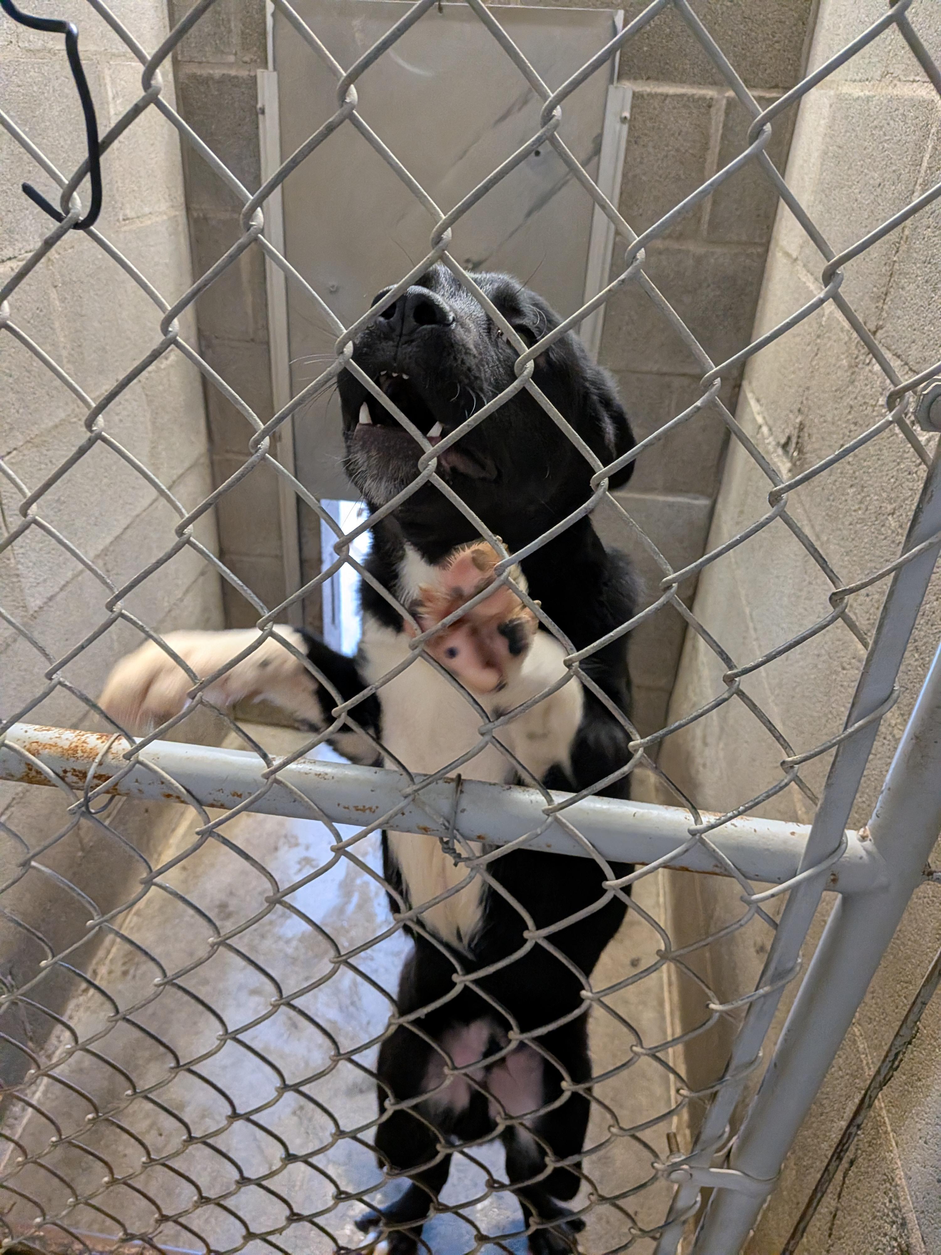 Paws, an adopted mixed breed in Hermiston, OR image 4/5