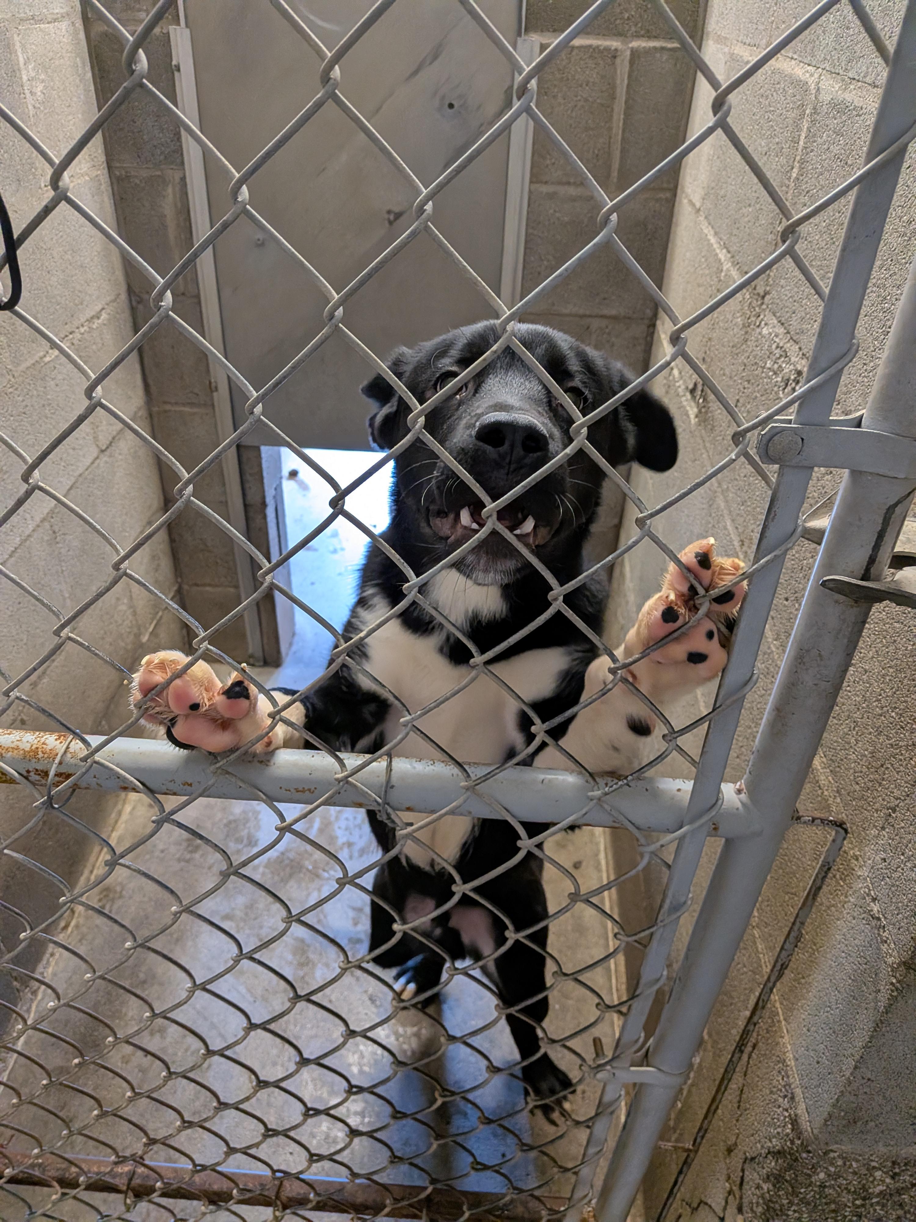 Paws, an adopted mixed breed in Hermiston, OR image 1/5