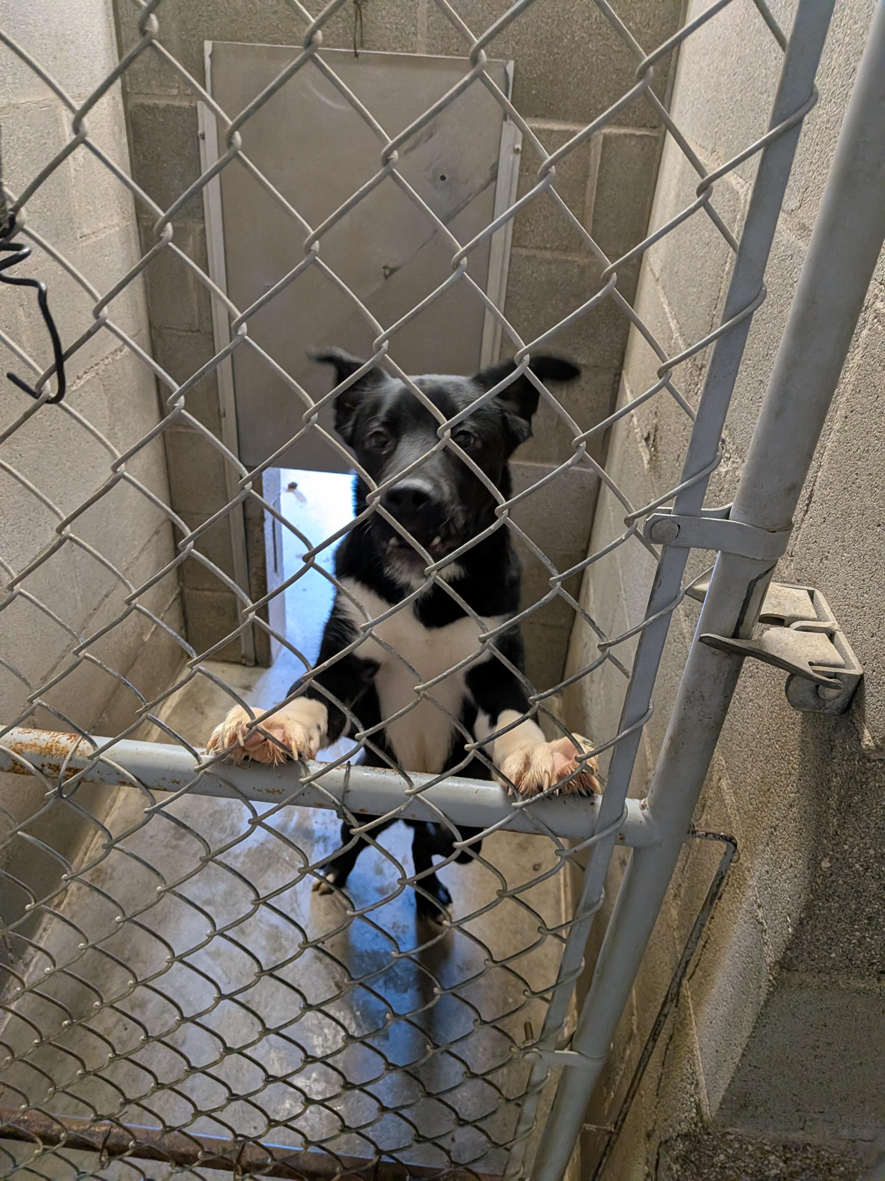 Paws, an adopted mixed breed in Hermiston, OR image 5/5