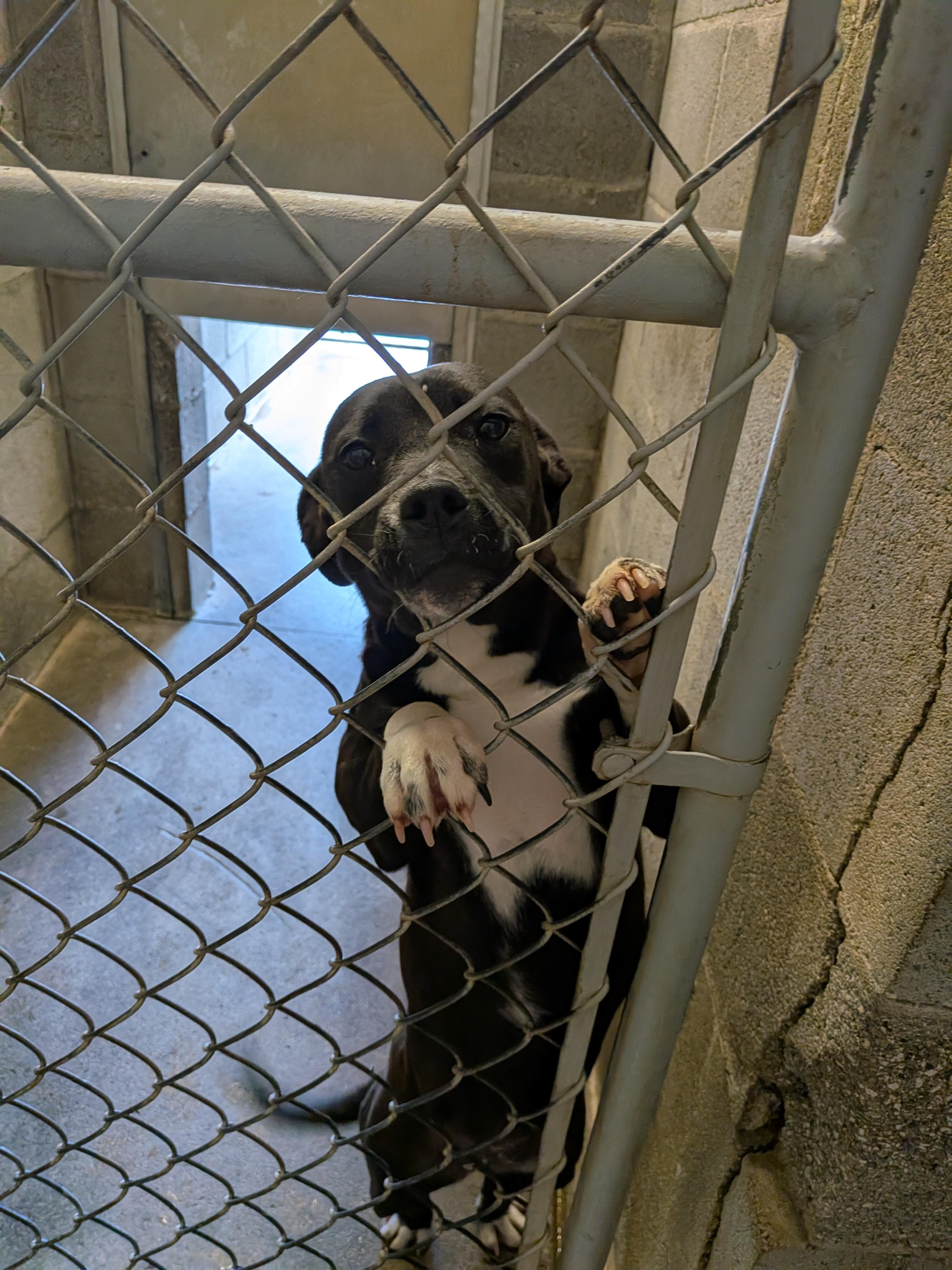 Paws, an adopted mixed breed in Hermiston, OR image 3/5
