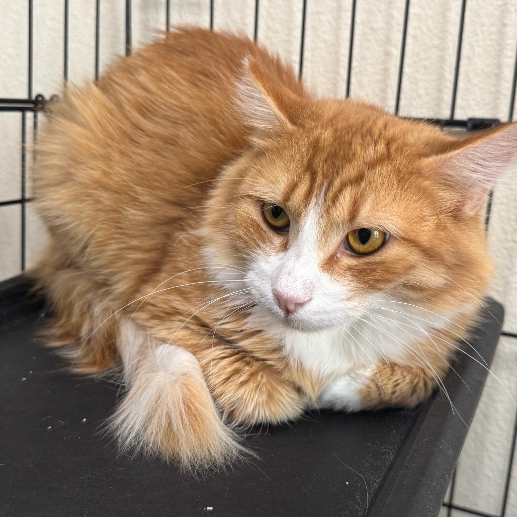 Enlarge Jewel, a Adoptable Domestic Medium Hair in Las Vegas, NV image 1/2