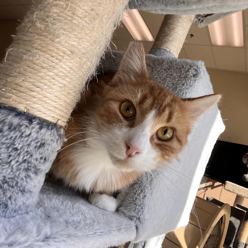 Enlarge Jewel, a Adoptable Domestic Medium Hair in Las Vegas, NV image 2/2