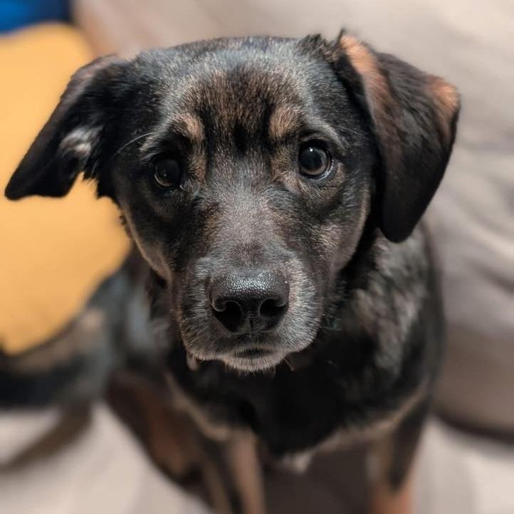 Enlarge Oakley $450, a Adoptable mixed breed image 1/6