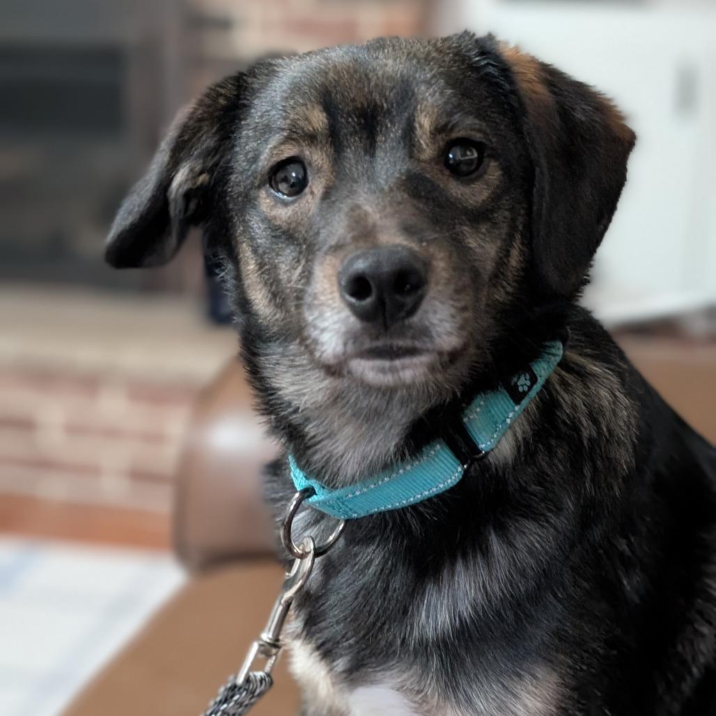 Oakley $450, Adoptable, Young Male Australian Shepherd & Mixed Breed.