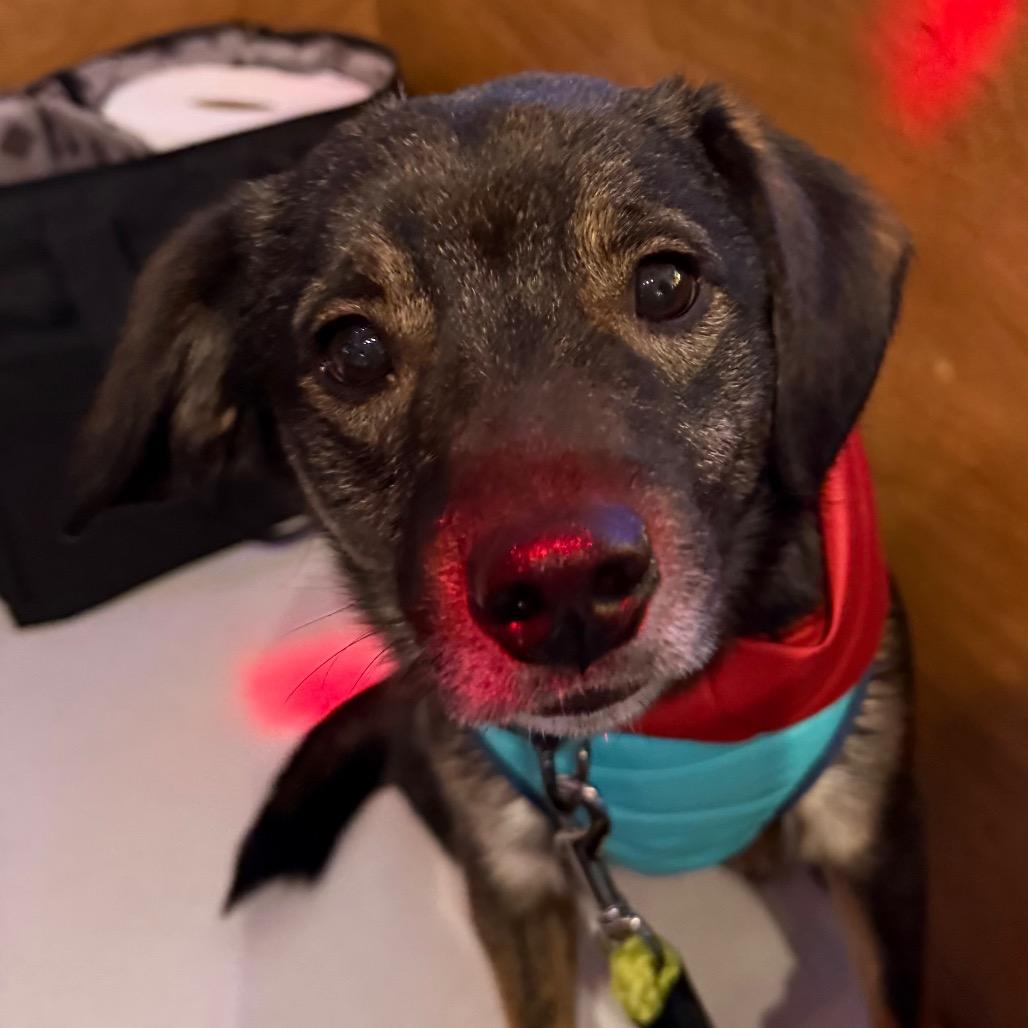 Enlarge Oakley $450, a Adoptable mixed breed image 2/6