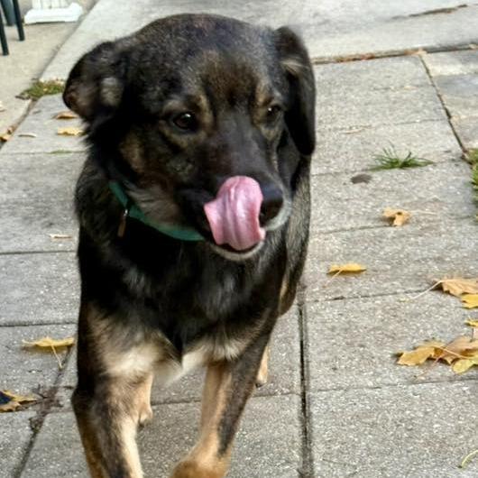 Enlarge Oakley $450, a Adoptable mixed breed image 3/6