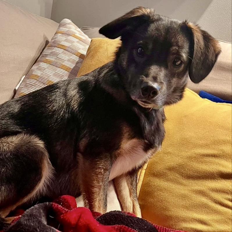 Enlarge Oakley $450, a Adoptable mixed breed image 4/6