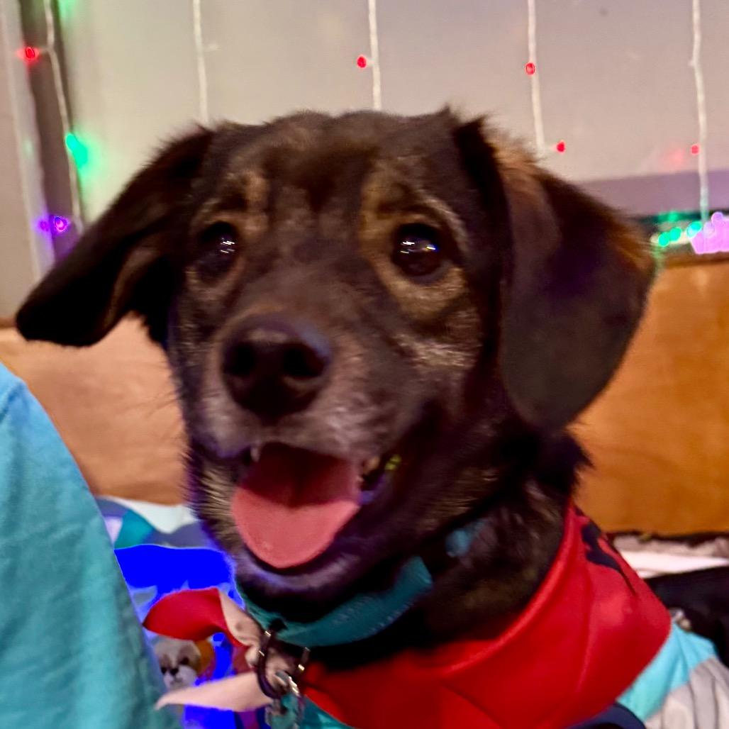 Enlarge Oakley $450, a Adoptable mixed breed image 5/6