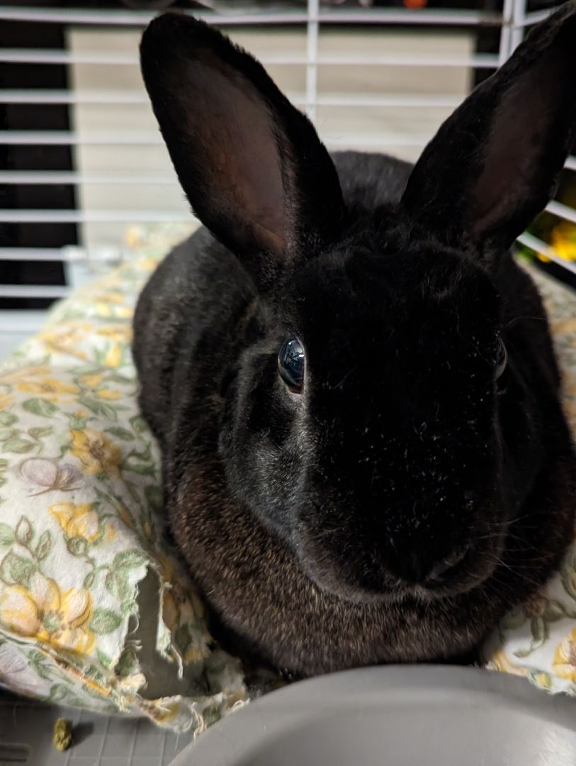 Lupin