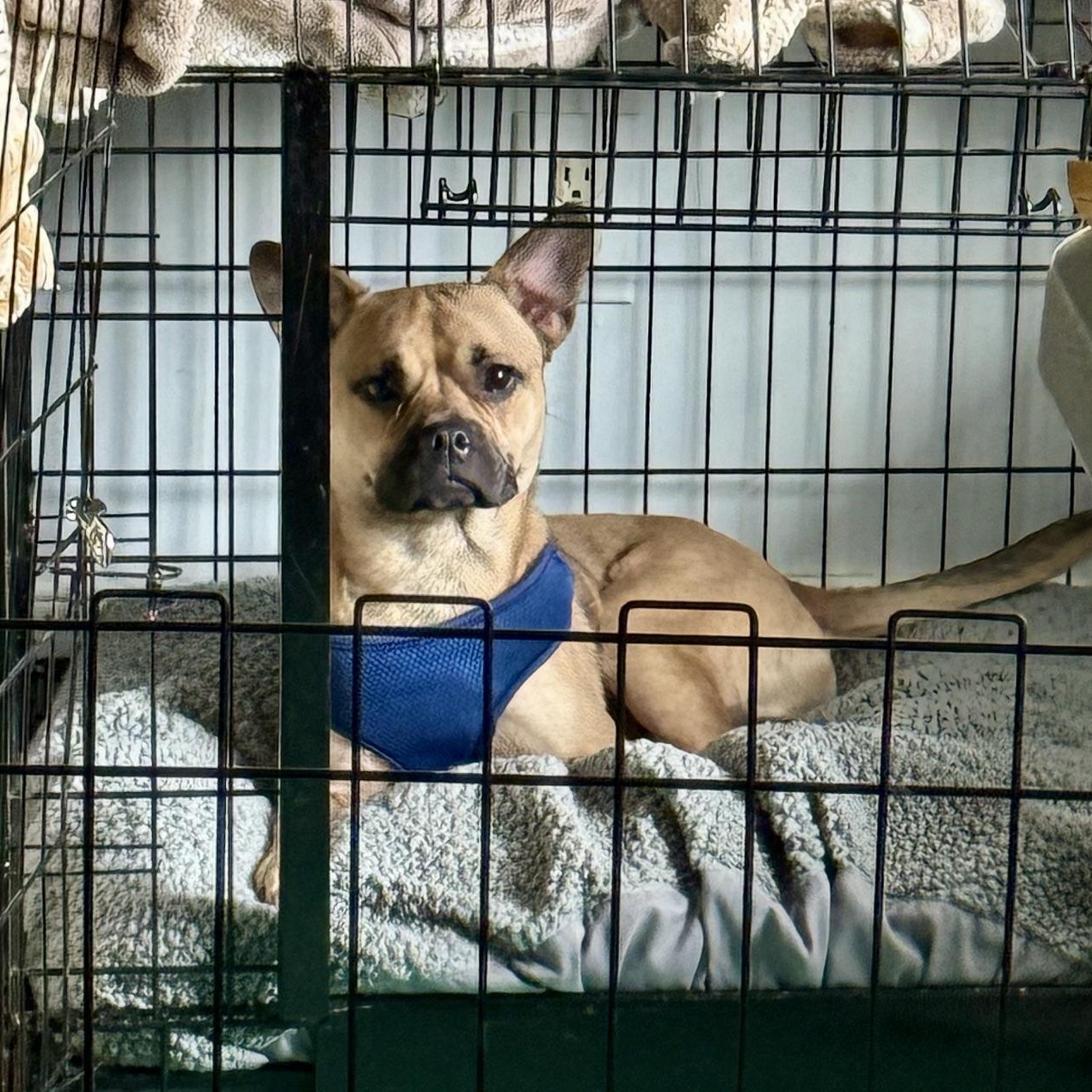 Enlarge Soprano, a ADOPTABLE mixed breed in Richmond, VA image 3/5