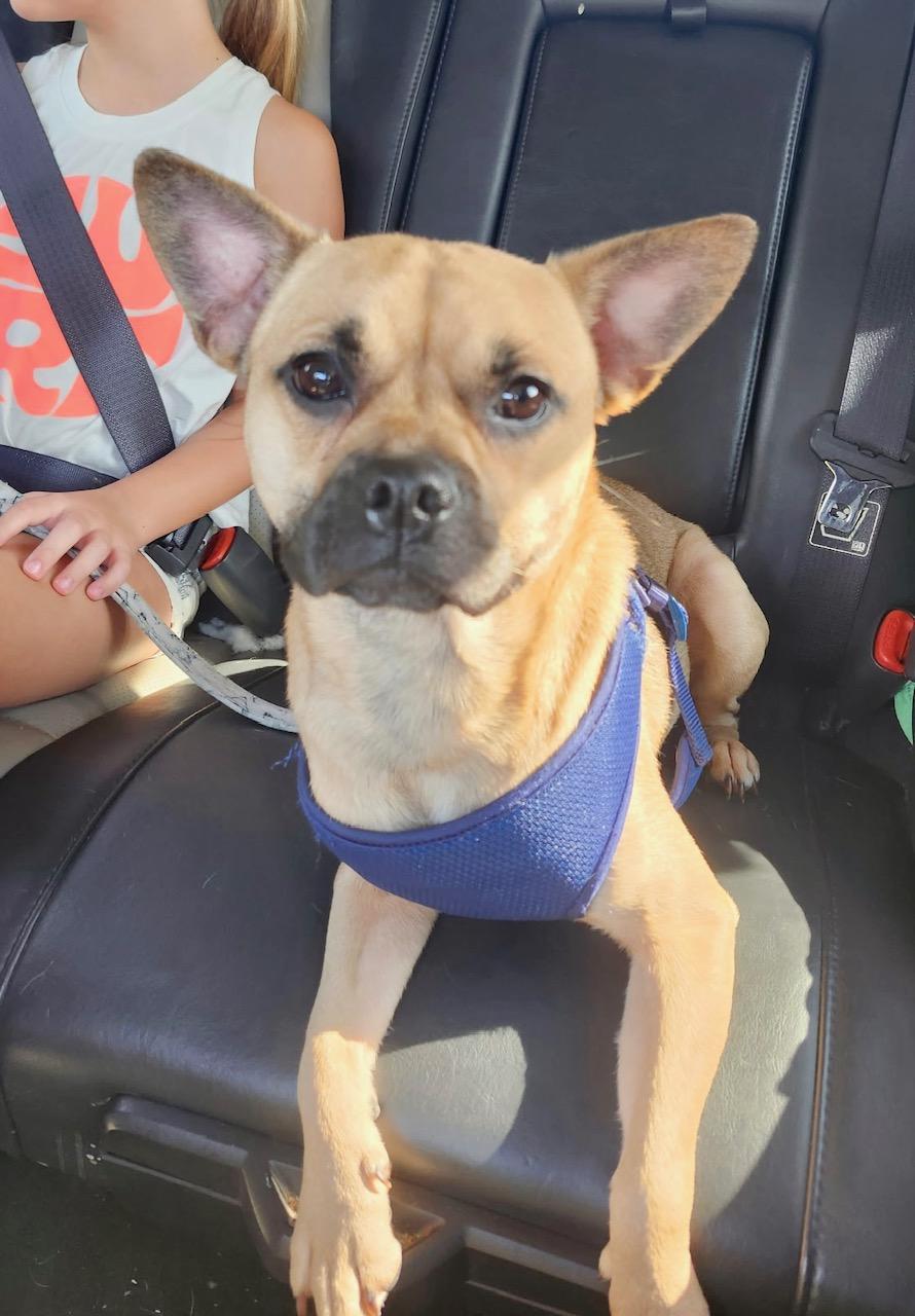 Enlarge Soprano, a ADOPTABLE mixed breed in Richmond, VA image 2/5