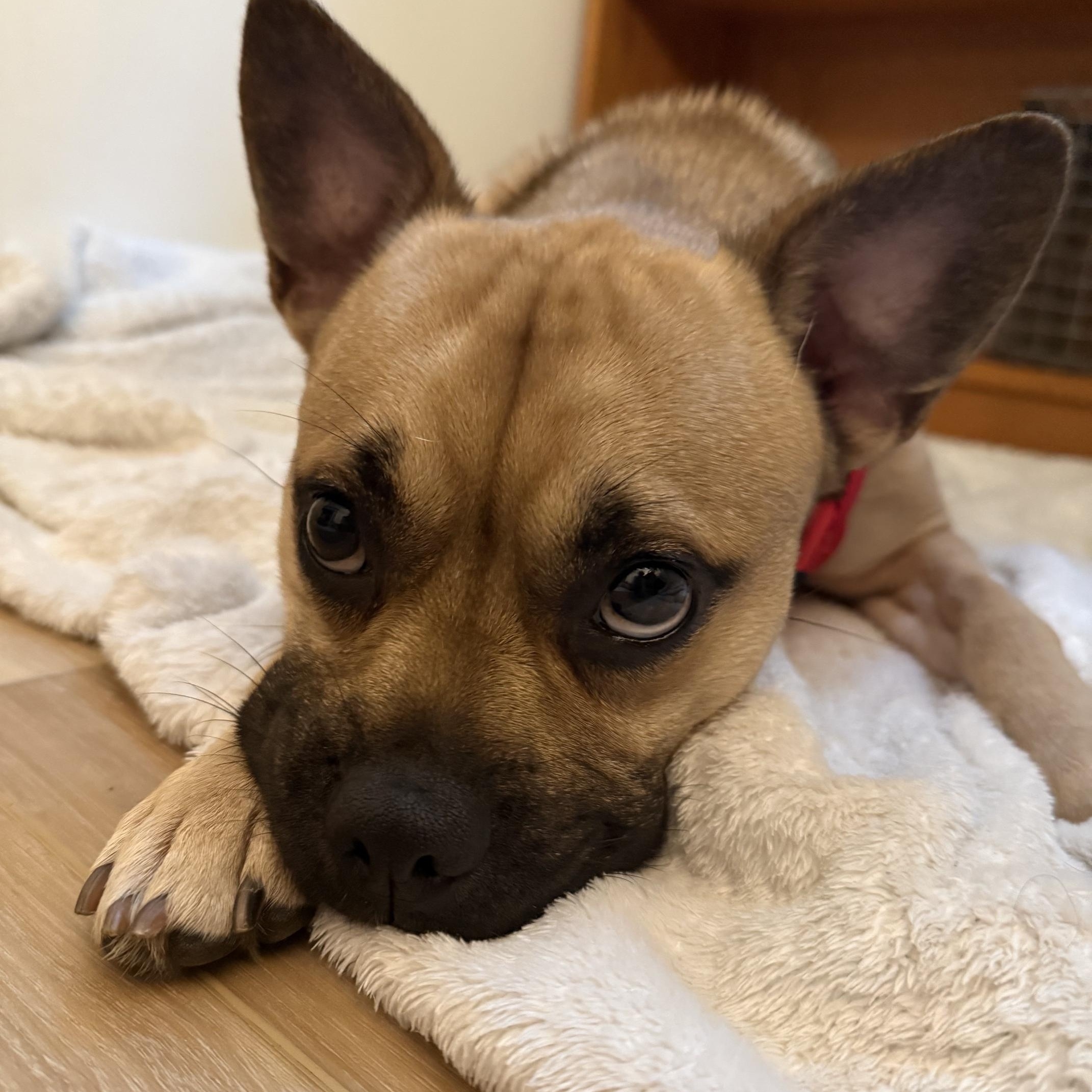 Enlarge Soprano, a ADOPTABLE mixed breed in Richmond, VA image 1/5