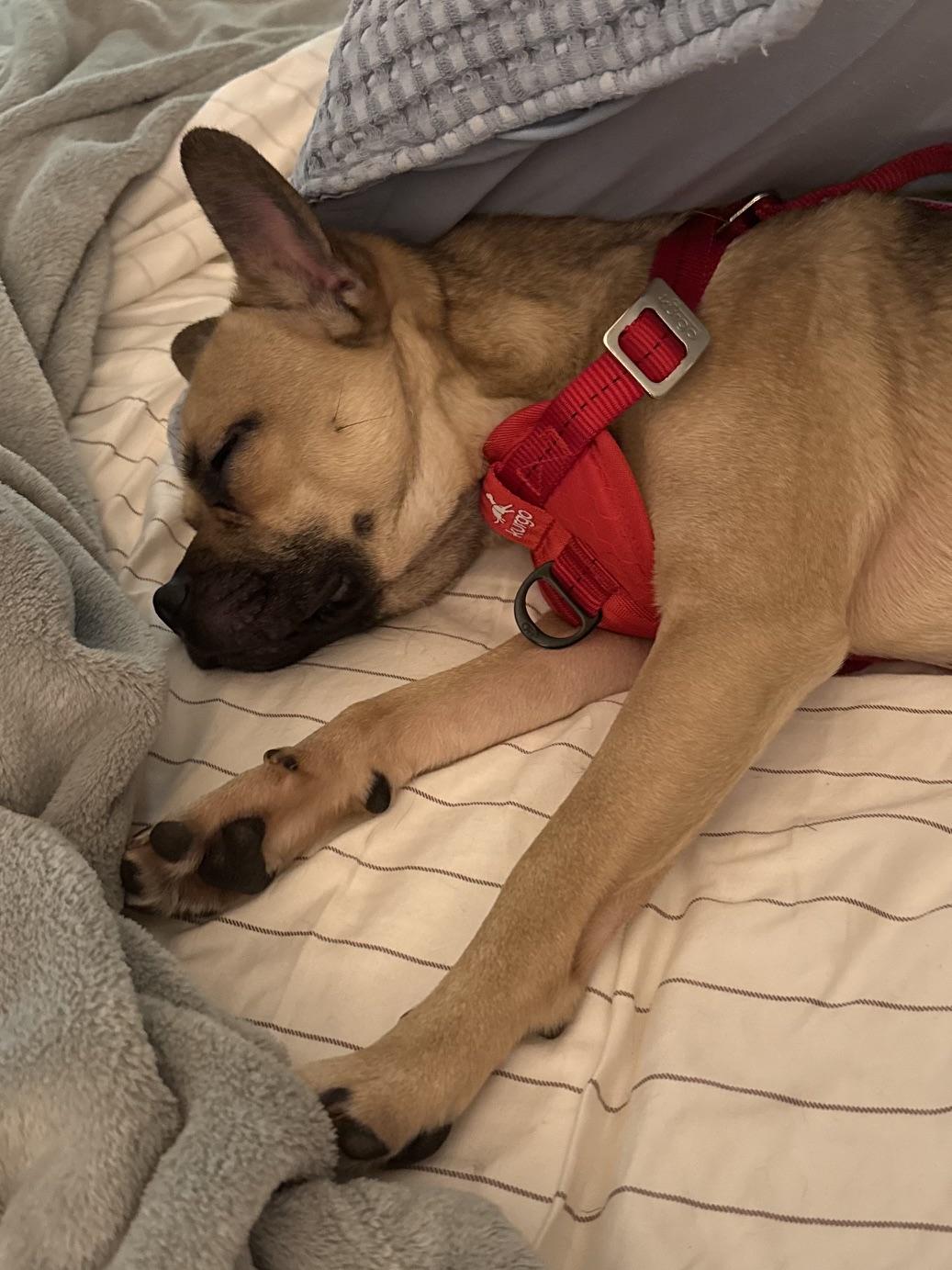 Enlarge Soprano, a ADOPTABLE mixed breed in Richmond, VA image 5/5