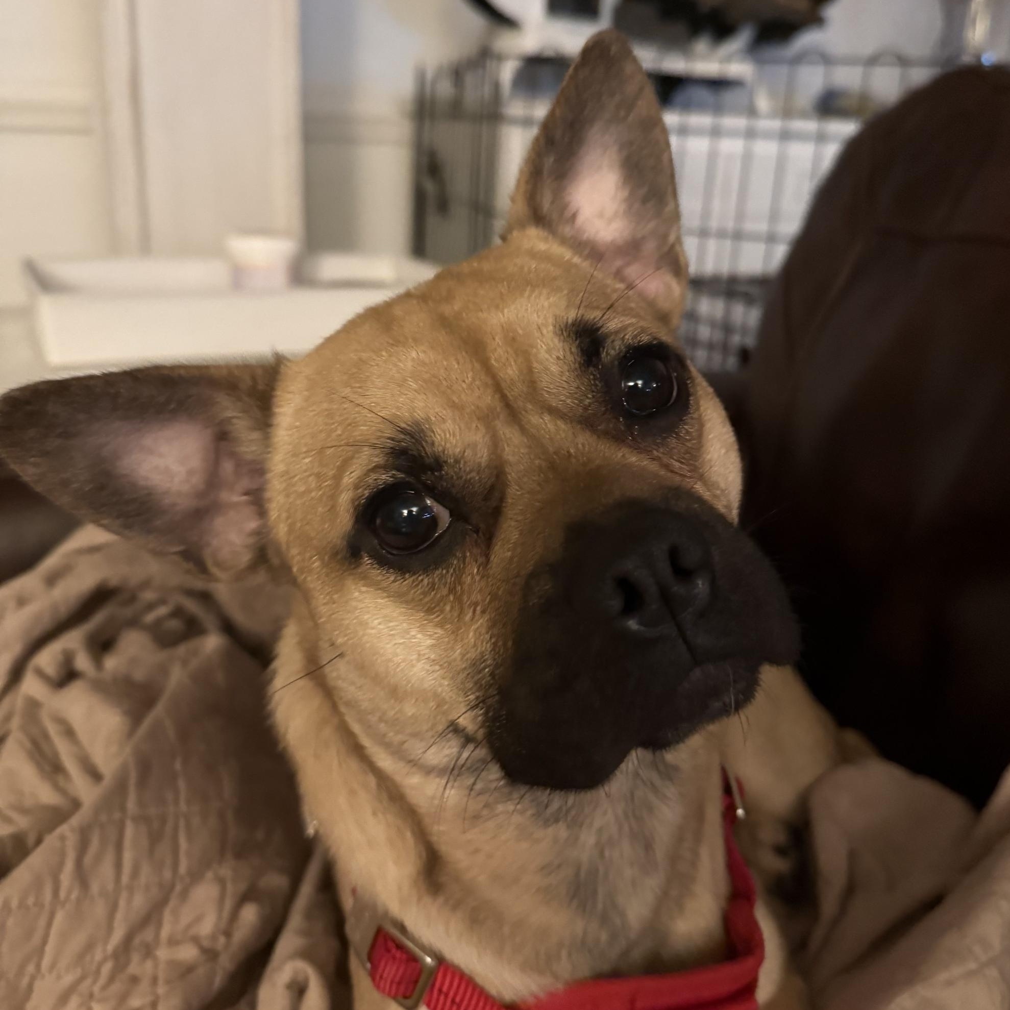 Enlarge Soprano, a ADOPTABLE mixed breed in Richmond, VA image 4/5