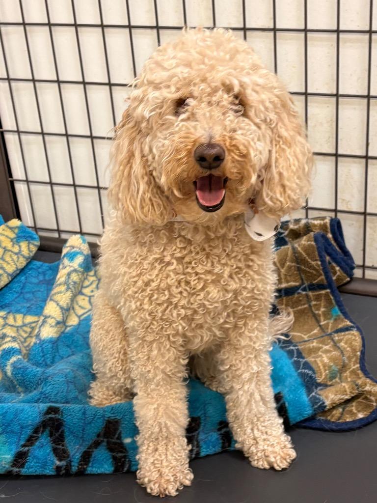 Enlarge Daisy, a Adopted mixed breed in Heber City, UT image 1/1