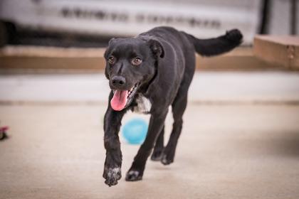 Enlarge Shorty, a Adoptable mixed breed in Hamilton, MT image 4/4