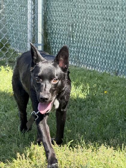 Enlarge Shorty, a Adoptable mixed breed in Hamilton, MT image 3/4