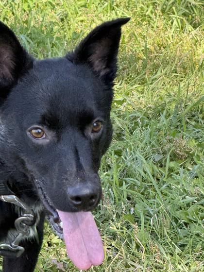 Enlarge Shorty, a Adoptable mixed breed in Hamilton, MT image 1/4