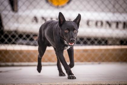 Enlarge Shorty, a Adoptable mixed breed in Hamilton, MT image 2/4
