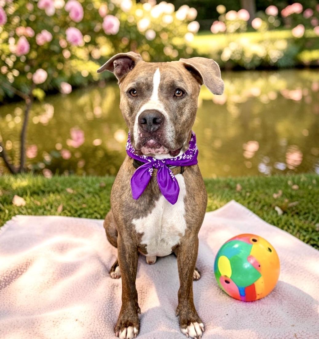 Enlarge Pete, a Adoptable mixed breed in Perry, IA image 4/6