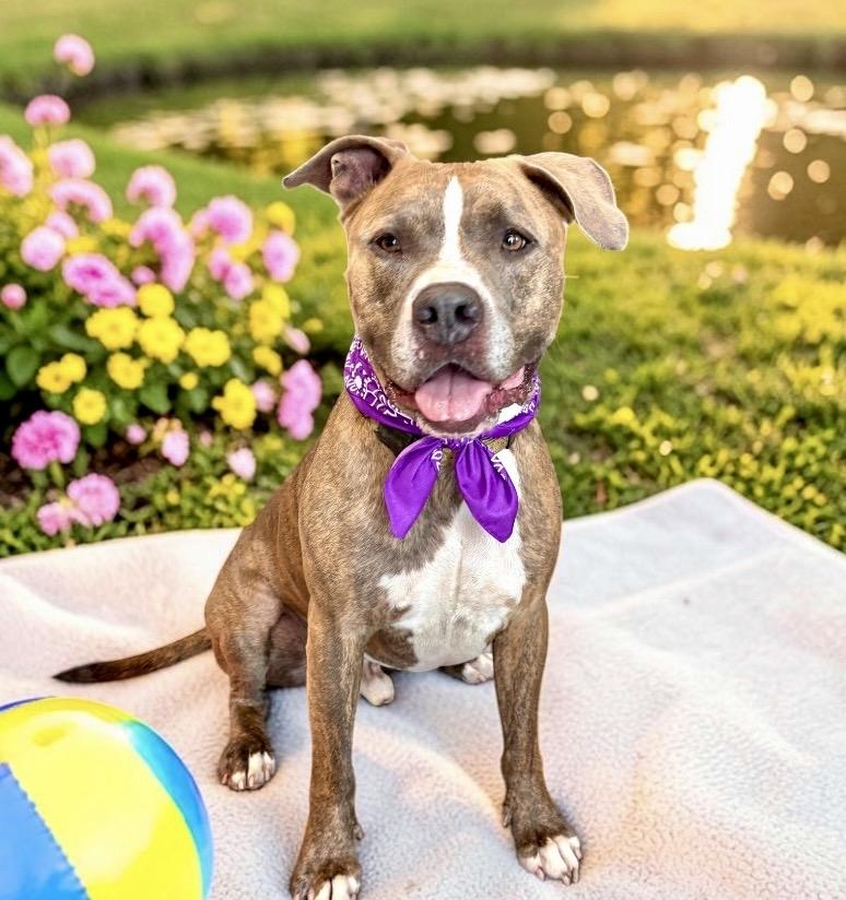 Enlarge Pete, a Adoptable mixed breed in Perry, IA image 5/6