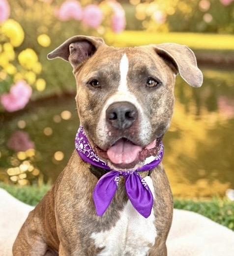 Enlarge Pete, a Adoptable mixed breed in Perry, IA image 1/6