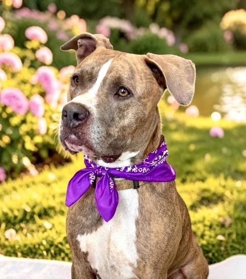 Enlarge Pete, a Adoptable mixed breed in Perry, IA image 3/6