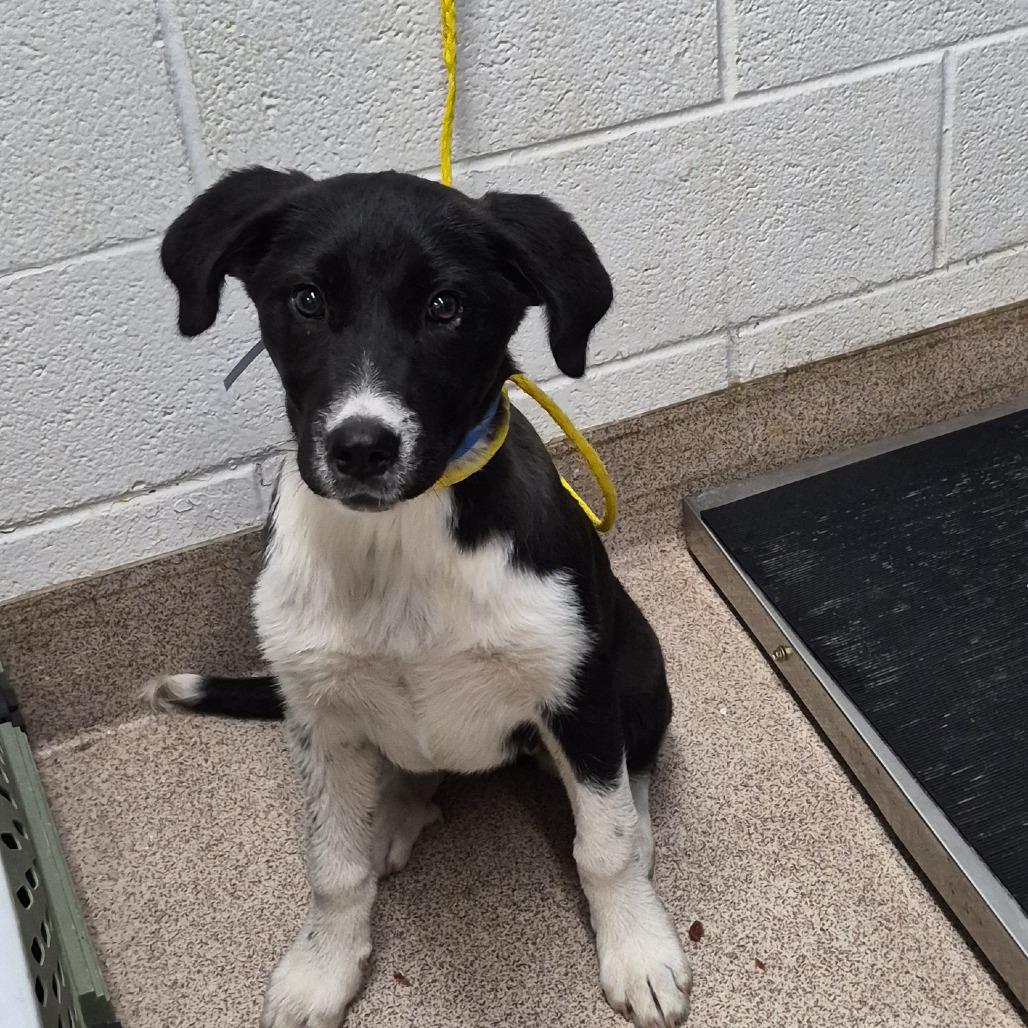 SwordFish, a Adoptable Mixed Breed in Ardmore, OK image 1/2