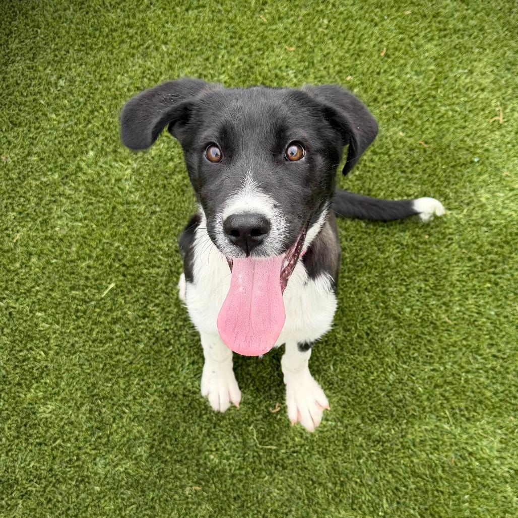 SwordFish, a Adoptable Mixed Breed in Ardmore, OK image 2/2