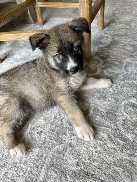 Enlarge Sawyer, a Adopted mixed breed in Orland Park, IL image 4/4