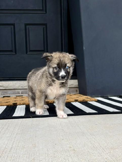 Enlarge Sawyer, a Adopted mixed breed in Orland Park, IL image 3/4
