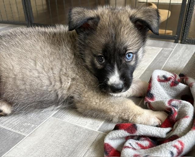 Enlarge Sawyer, a Adopted mixed breed in Orland Park, IL image 2/4