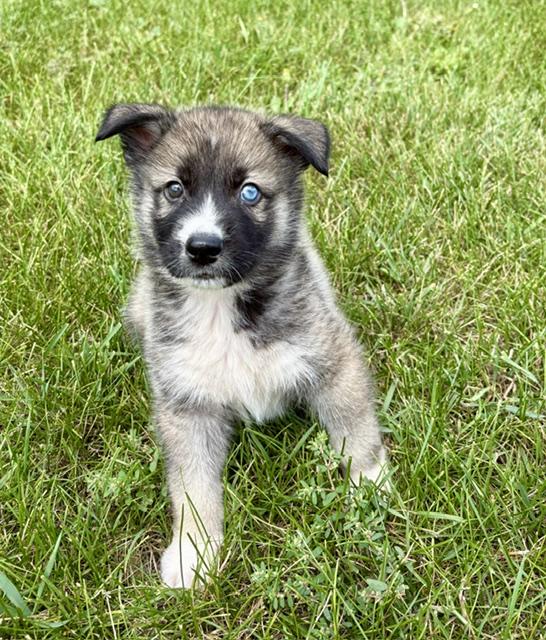Sawyer, Adopted, Puppy Male Husky & Shepherd.