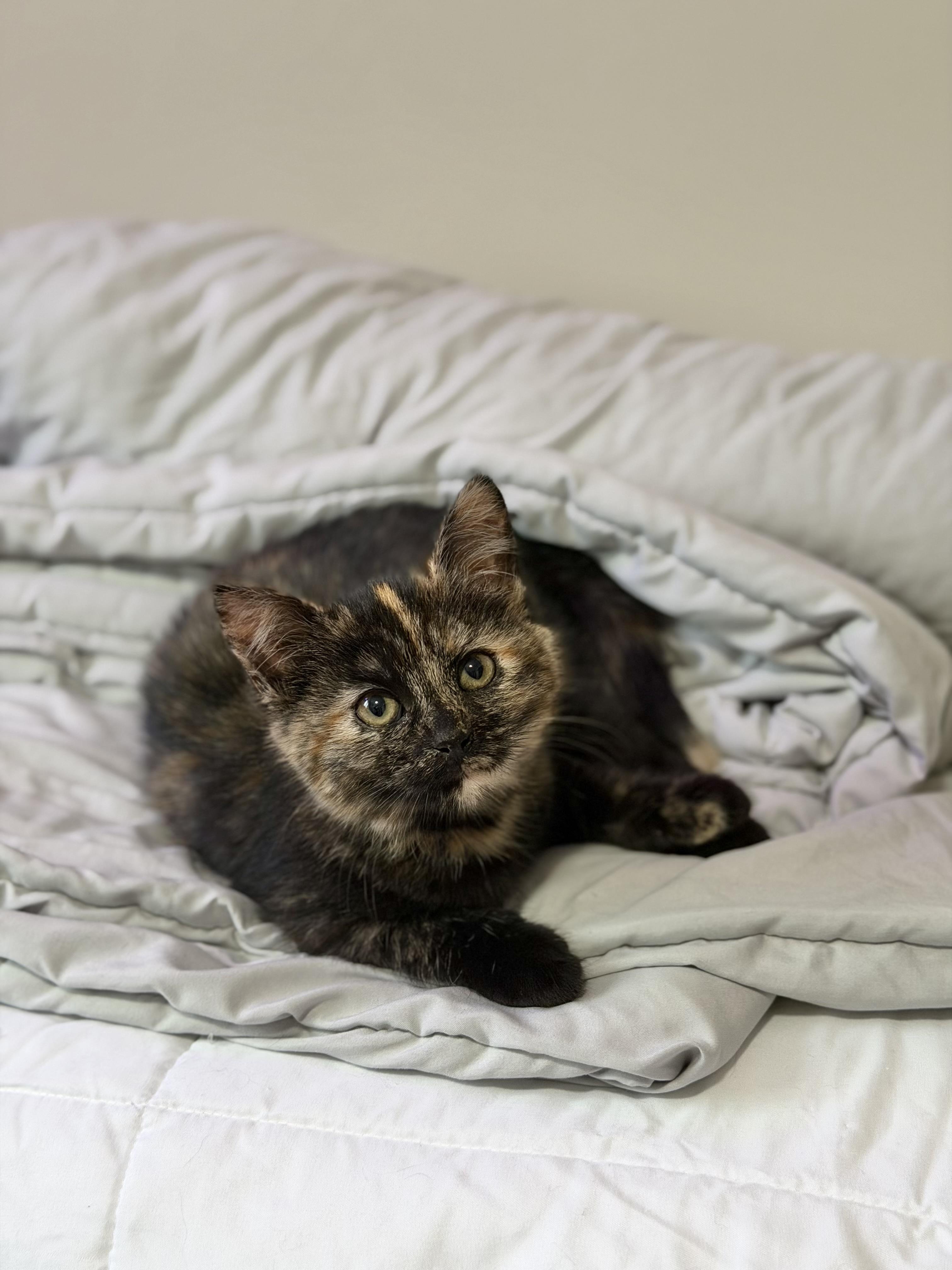 Cinnamon, a ADOPTABLE Tortoiseshell in Macomb, MI image 1/3