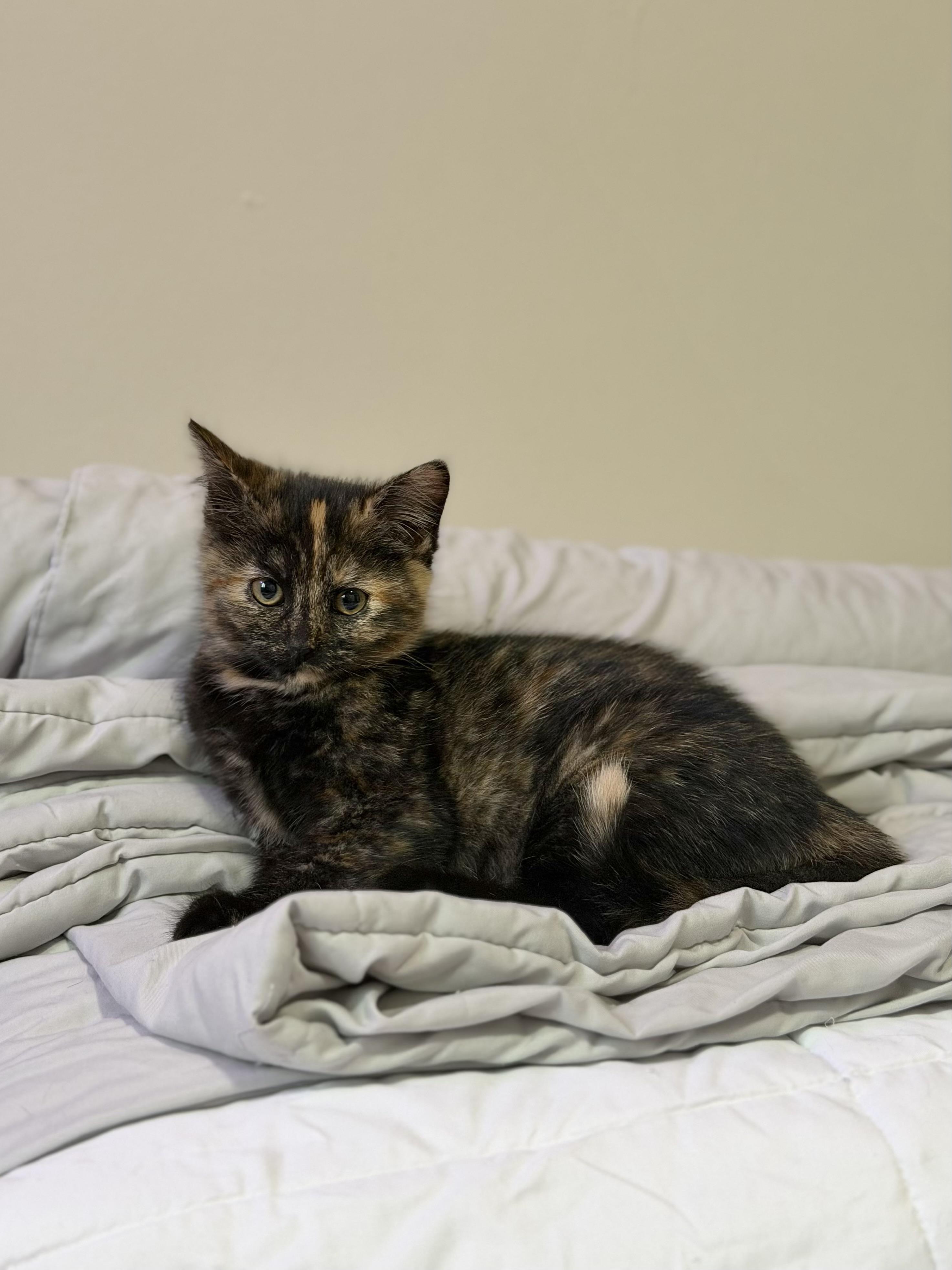 Cinnamon, a ADOPTABLE Tortoiseshell in Macomb, MI image 2/3
