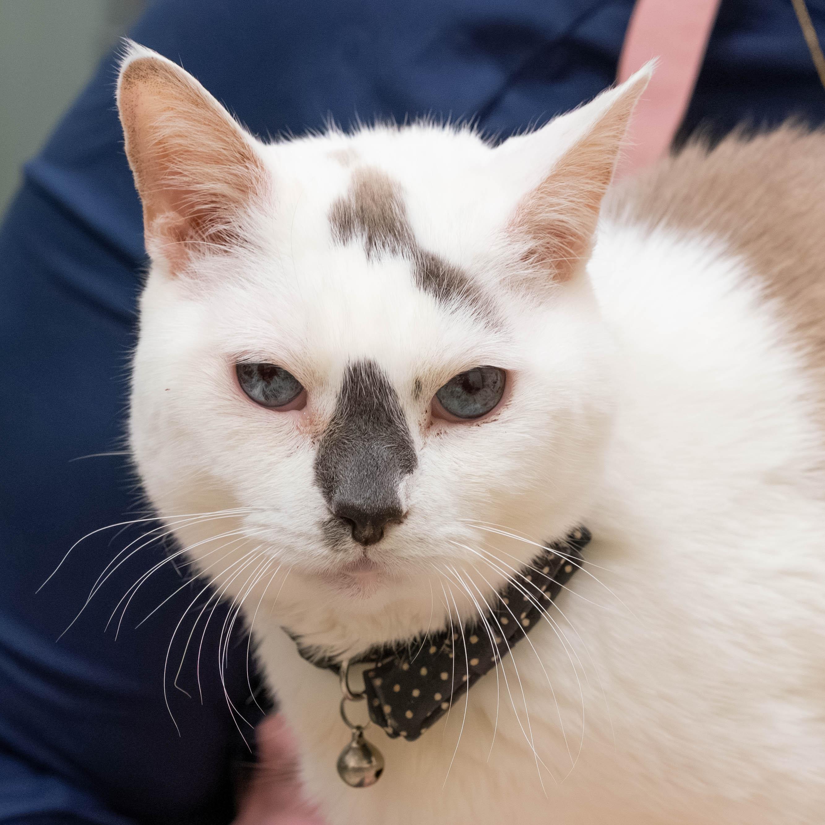 Enlarge Ike *in foster* , a Adoptable Domestic Short Hair in Briarcliff Manor, NY image 1/6