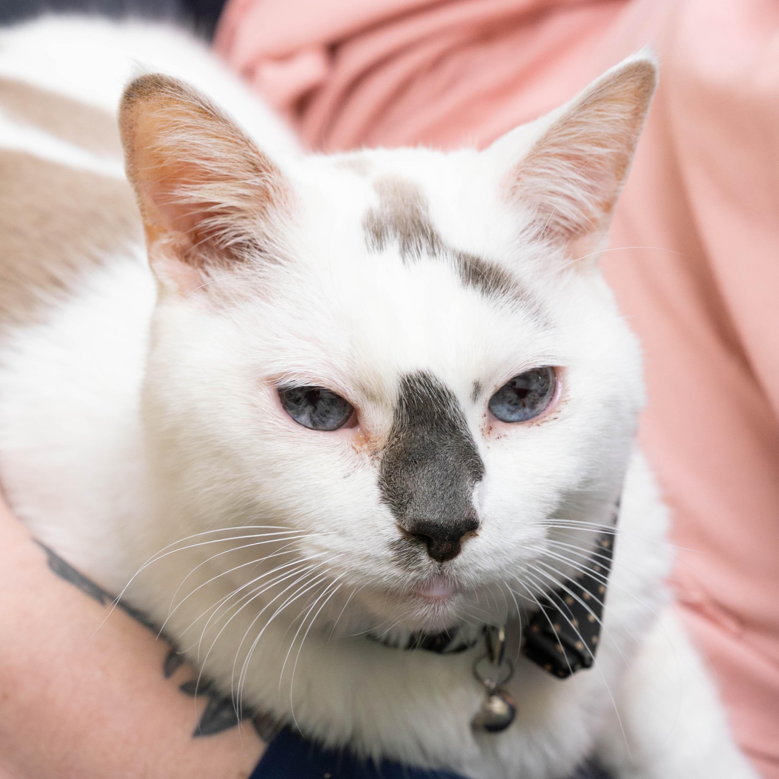 Enlarge Ike *in foster* , a Adoptable Domestic Short Hair in Briarcliff Manor, NY image 2/6