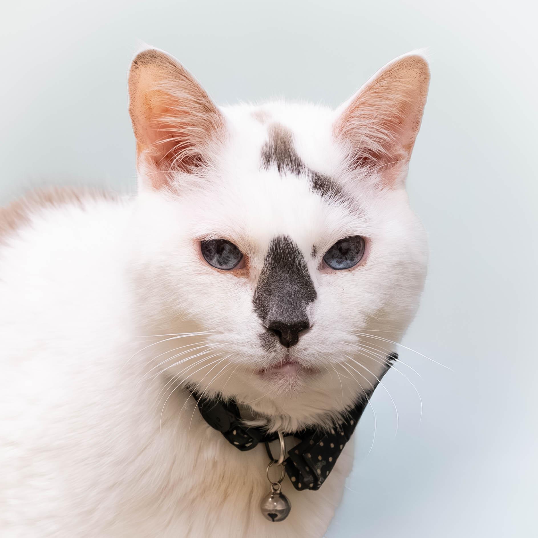 Enlarge Ike *in foster* , a Adoptable Domestic Short Hair in Briarcliff Manor, NY image 5/6