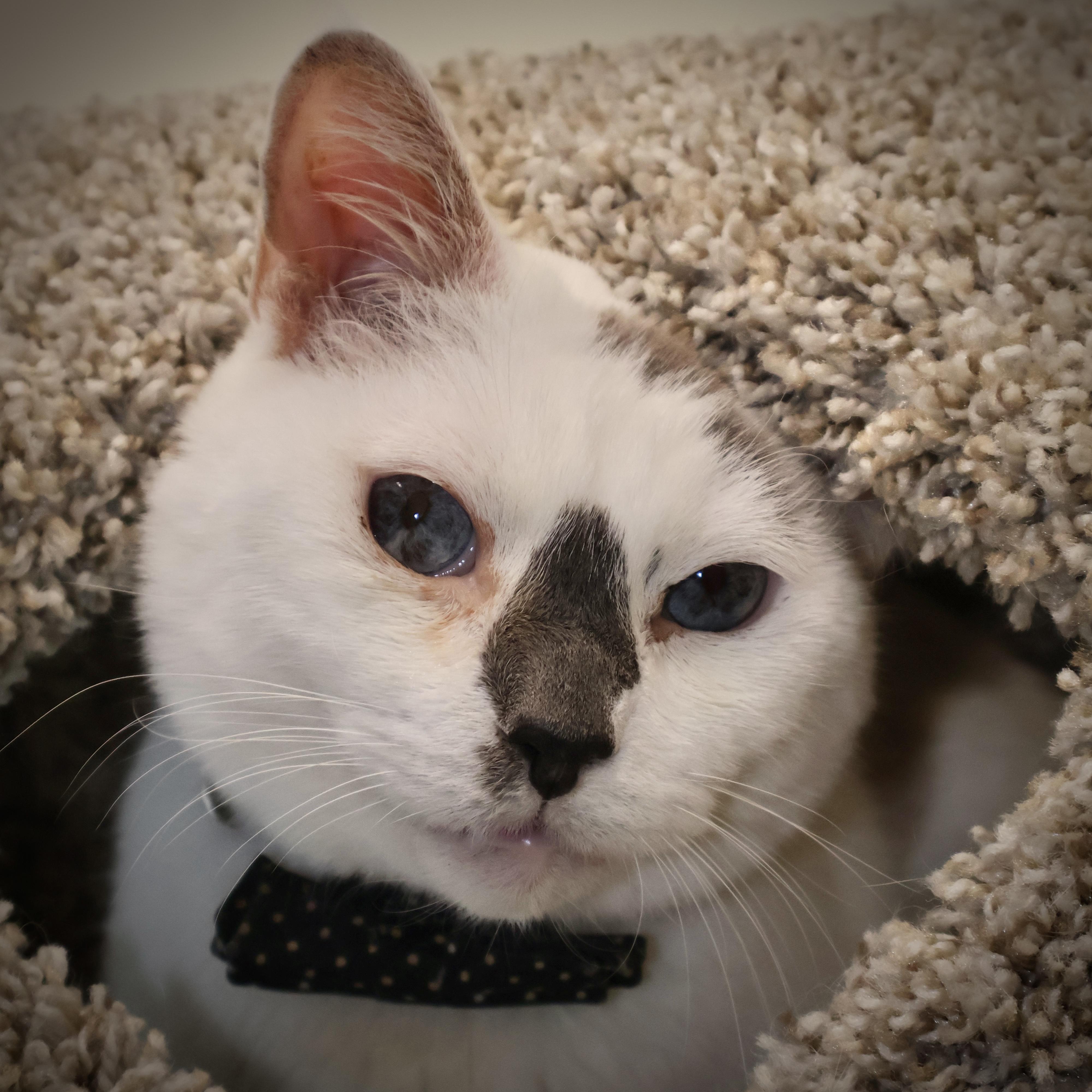 Enlarge Ike *in foster* , a Adoptable Domestic Short Hair in Briarcliff Manor, NY image 3/6