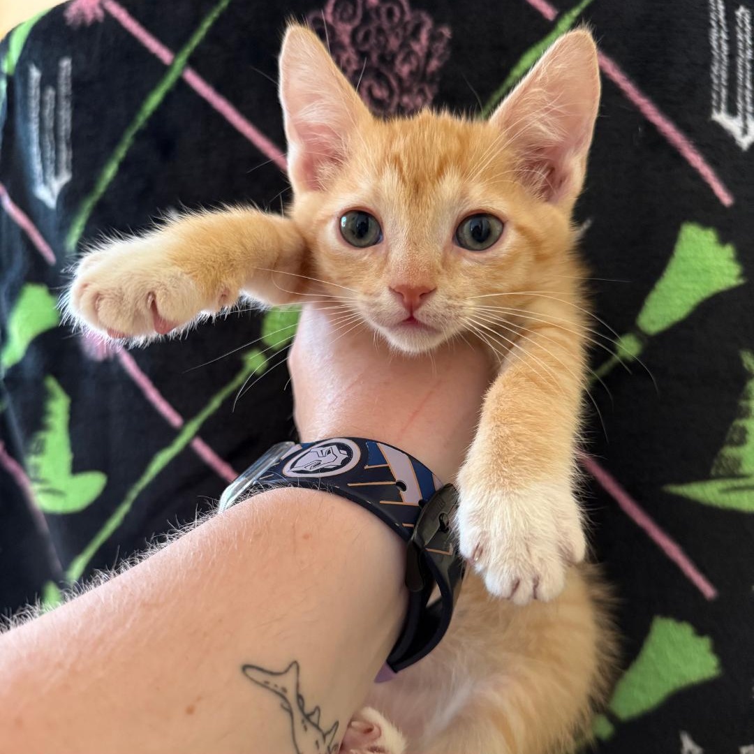 Enlarge Scarecrow (adoptable 1/30), a Adoptable Domestic Short Hair in Kissimmee, FL image 1/1