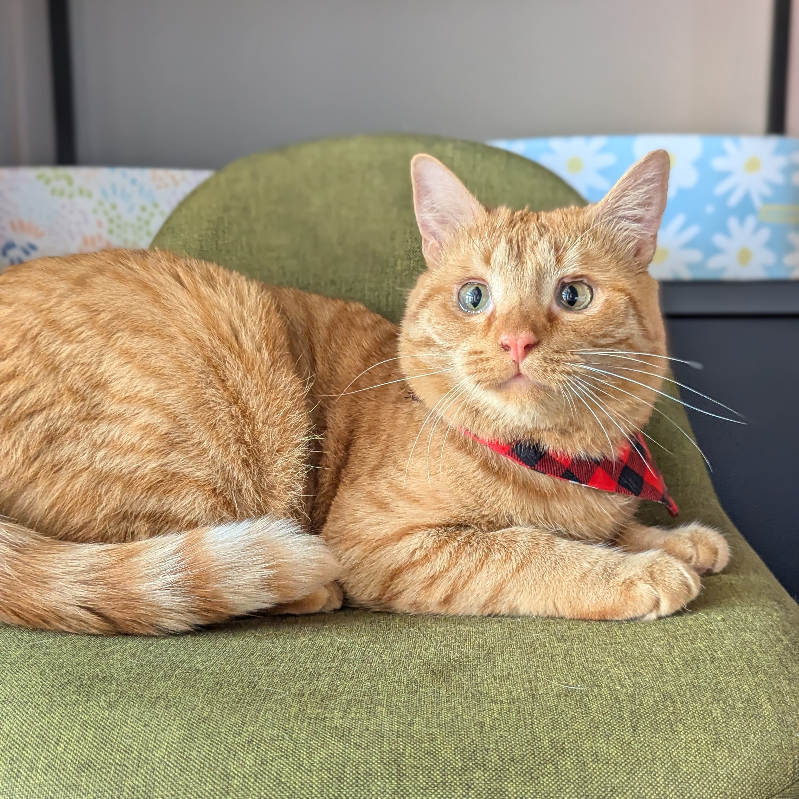Tiger (Silky Litter, The Gentlest Baby Boy) photo 3