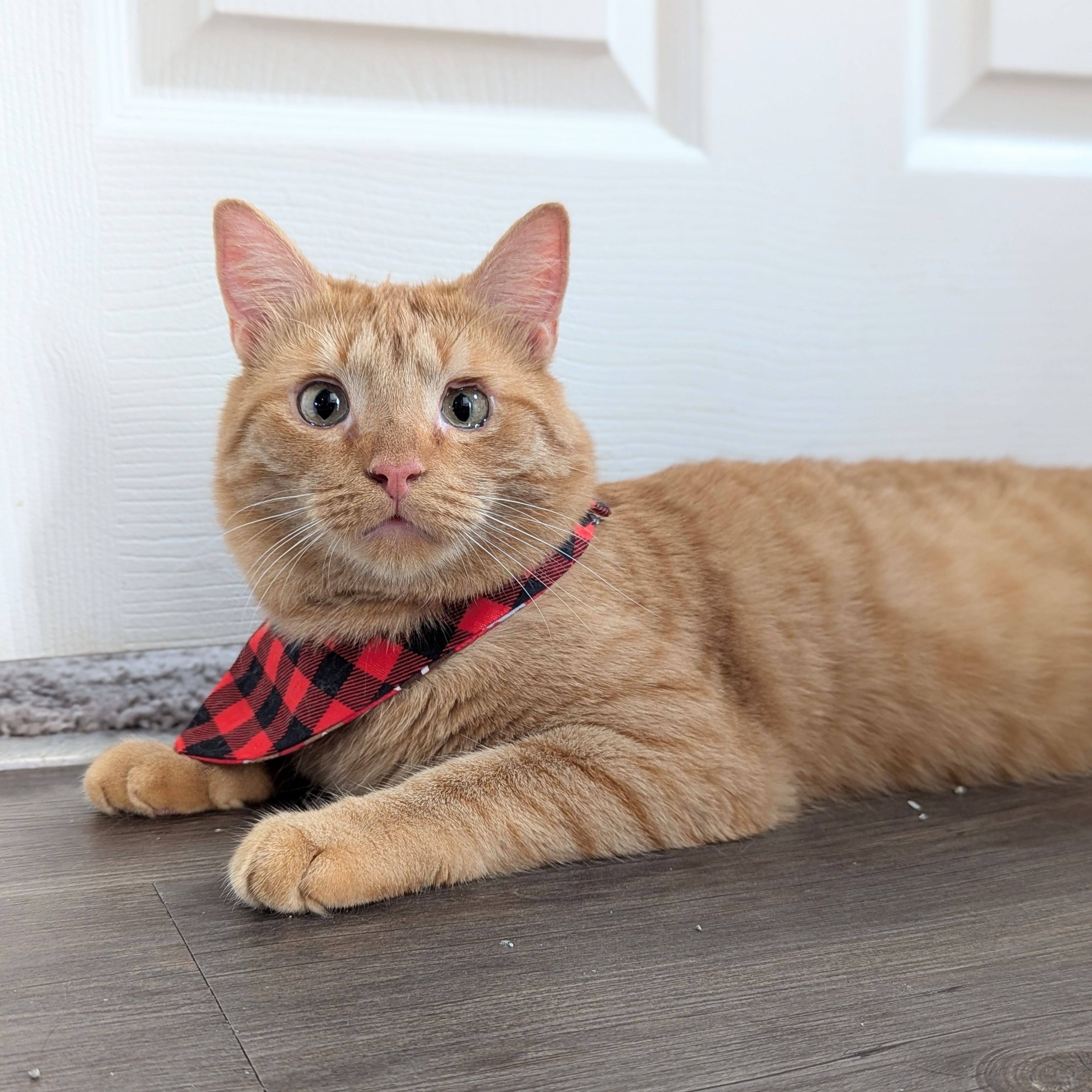 Tiger (Silky Litter, The Gentlest Baby Boy) photo 4