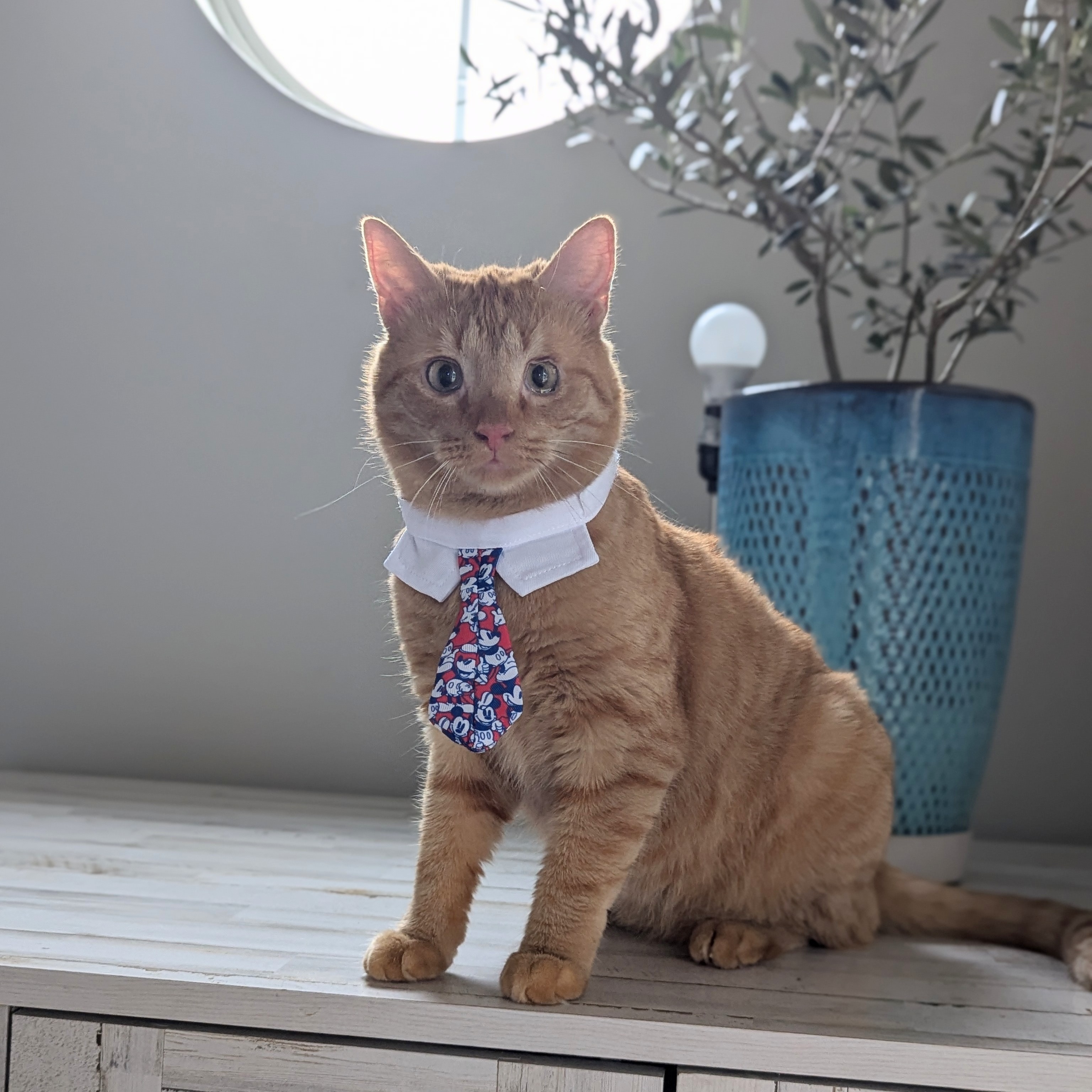 Tiger (Silky Litter, The Gentlest Baby Boy) photo 6