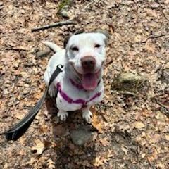 Sasha, a Adoptable Mixed Breed in Walden, NY image 2/4