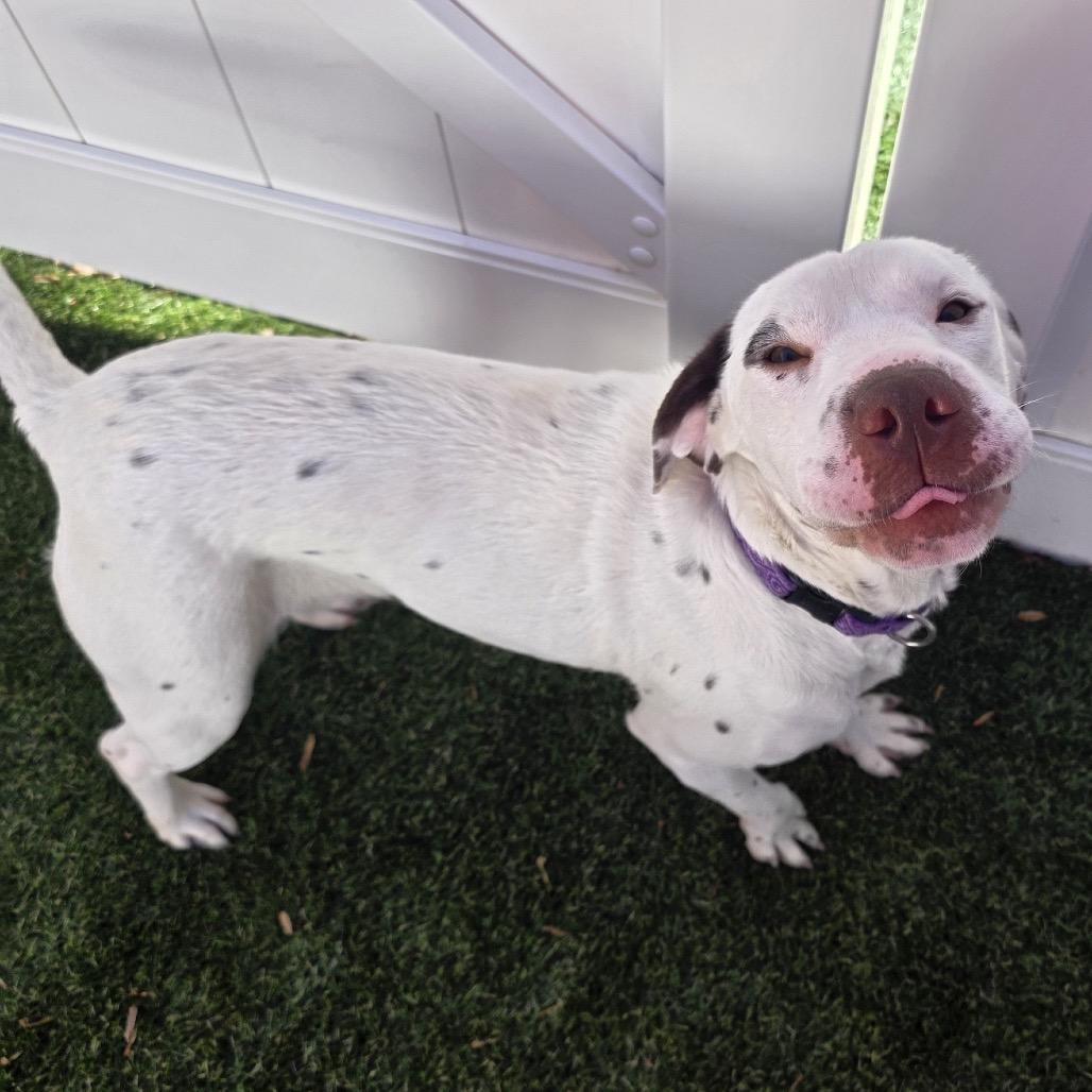 Sasha, a Adoptable Mixed Breed in Walden, NY image 4/4
