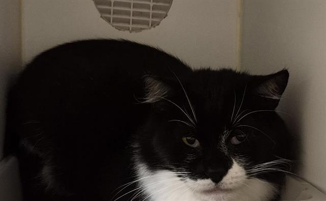 ECHO, Adoptable, Adult Female Domestic Medium Hair.