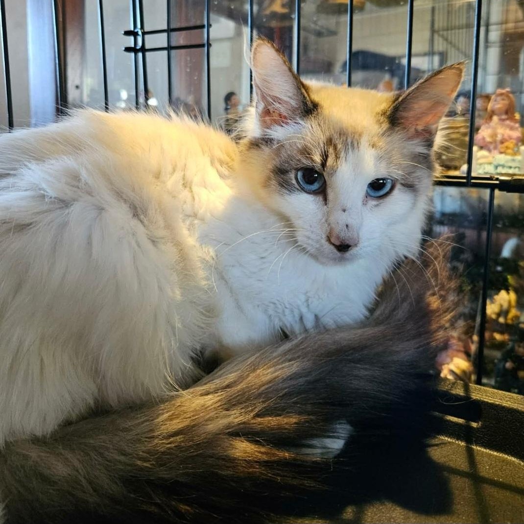 Enlarge Mozart, a ADOPTABLE Siamese in Raeford, NC image 1/1