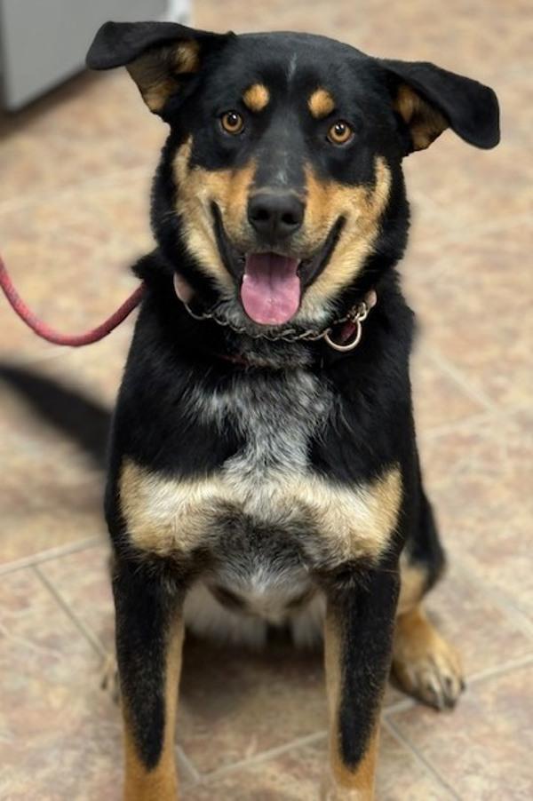 Enlarge Chuppa, a Adoptable mixed breed in Littleton, CO image 1/2