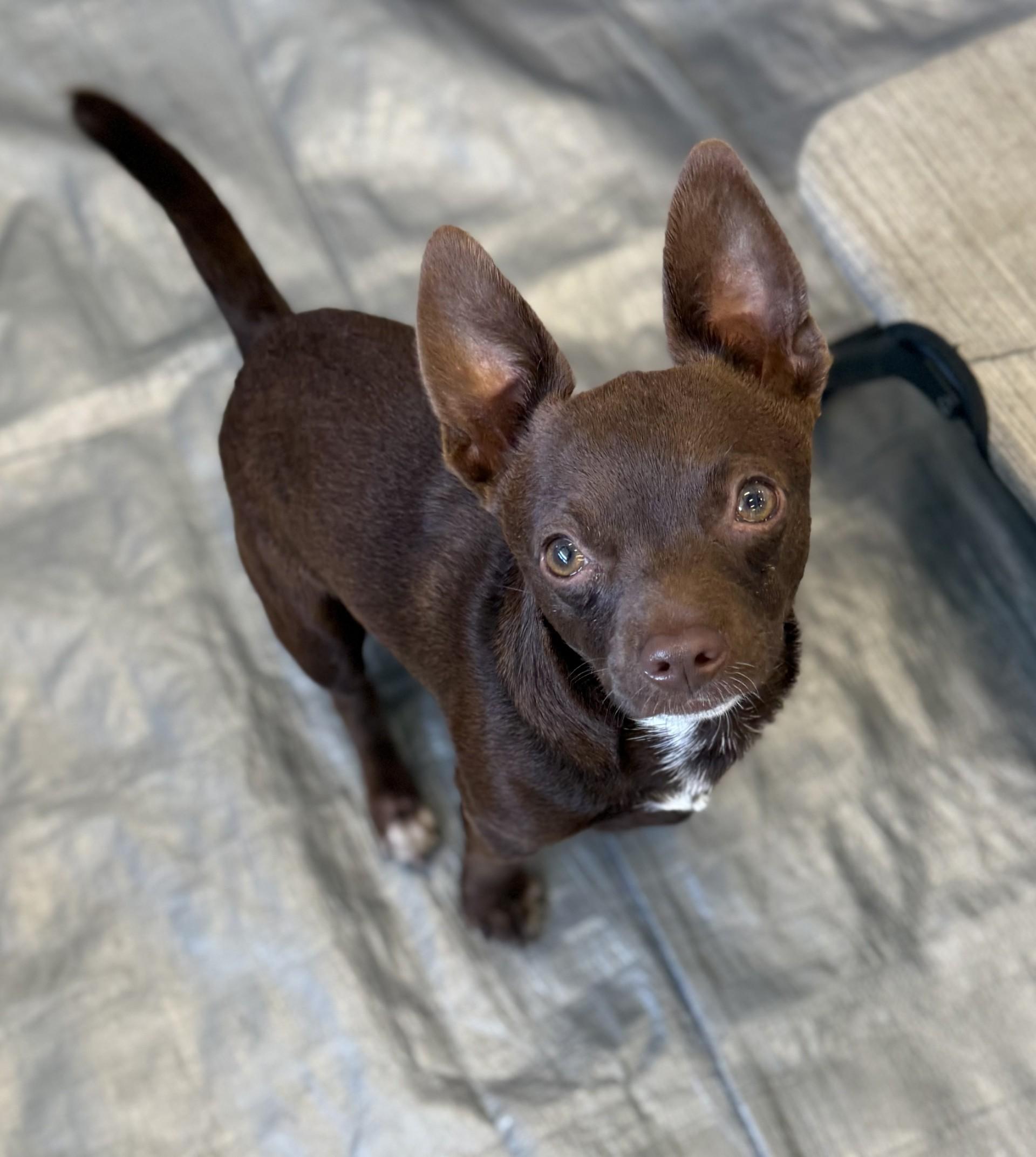 Rome AKA Chip