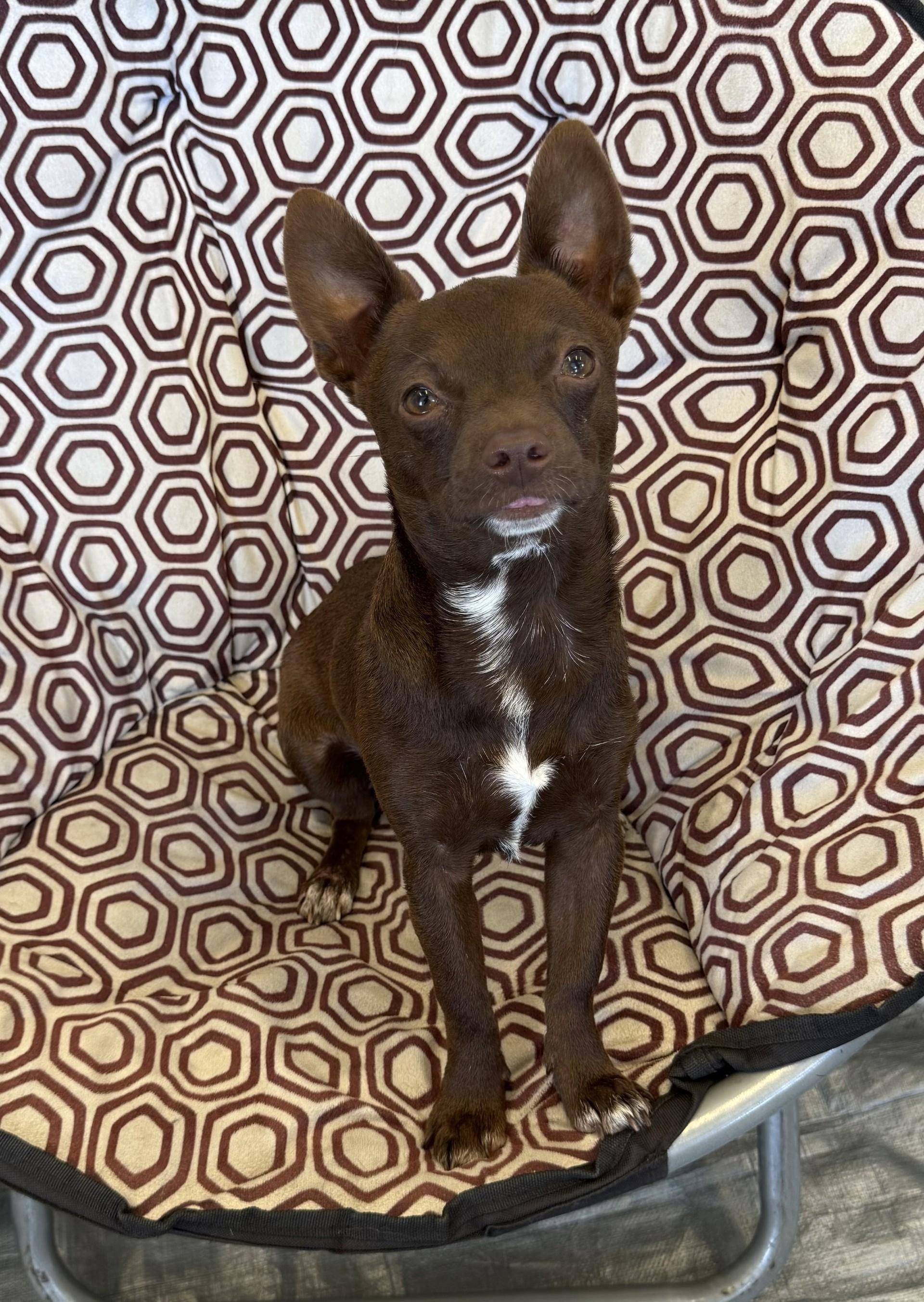 Rome AKA Chip